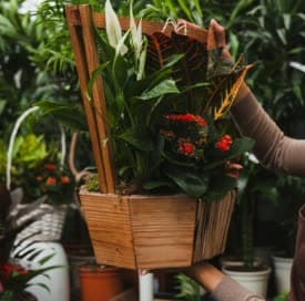 Brillantina foliage in a woven basket