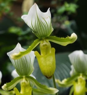 Green and white hypericum blooms