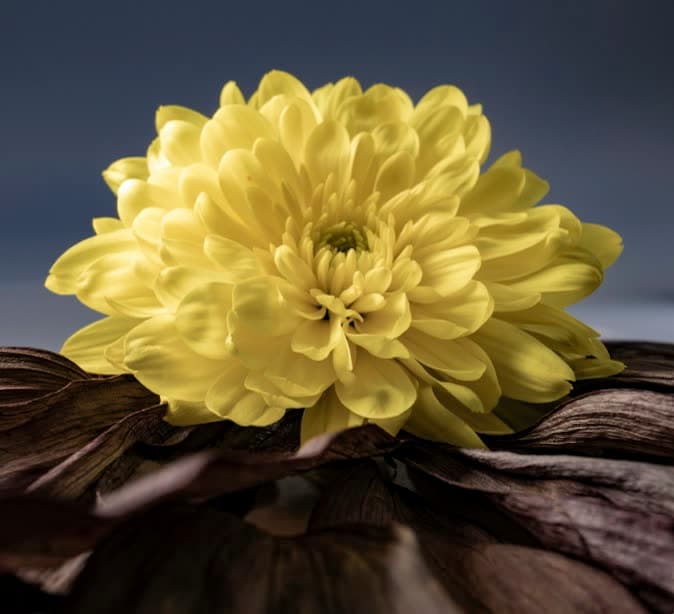A single yellow pompon chrysanthemum on dark wood