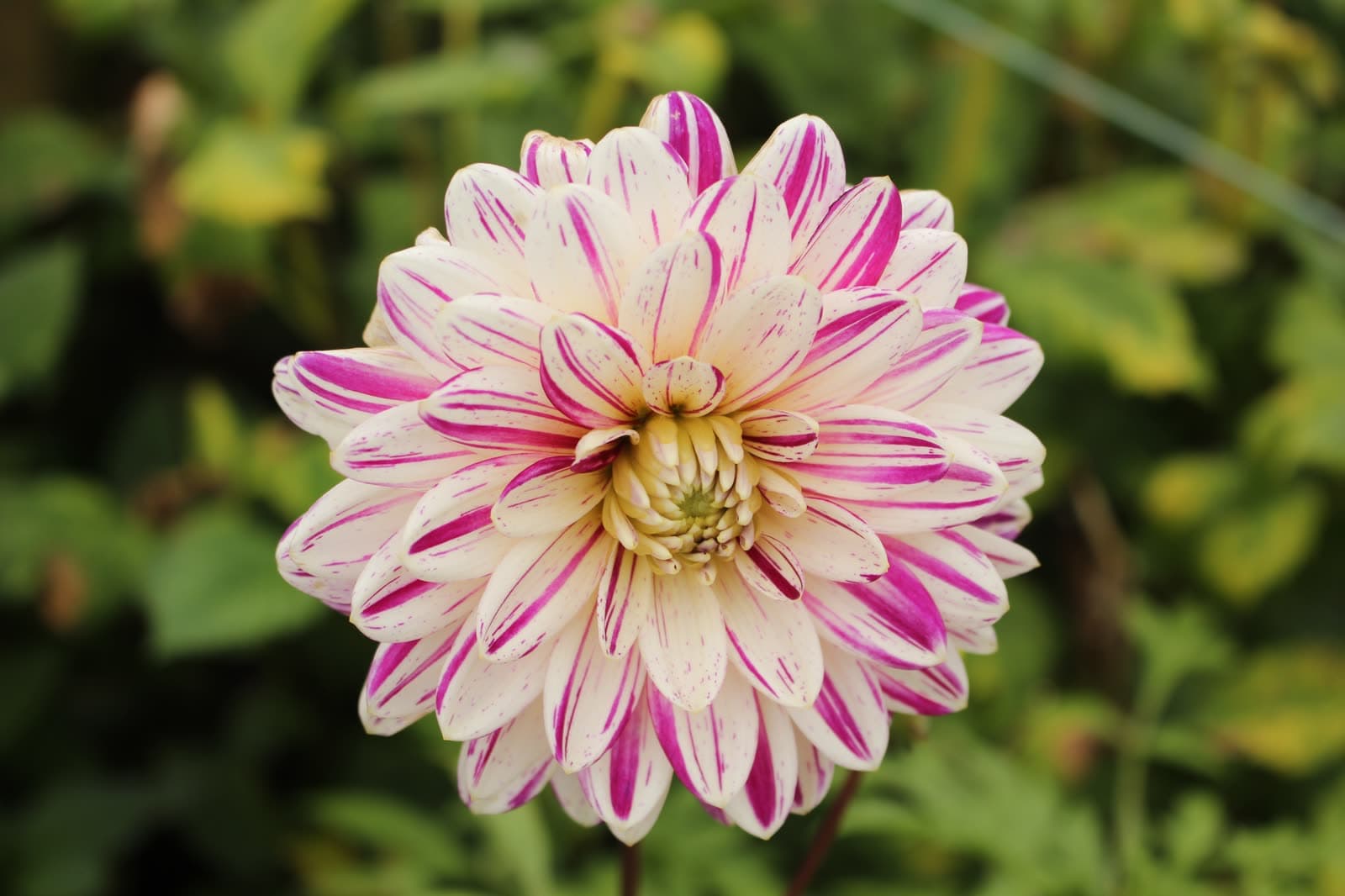 A cream and magenta striped dahlia