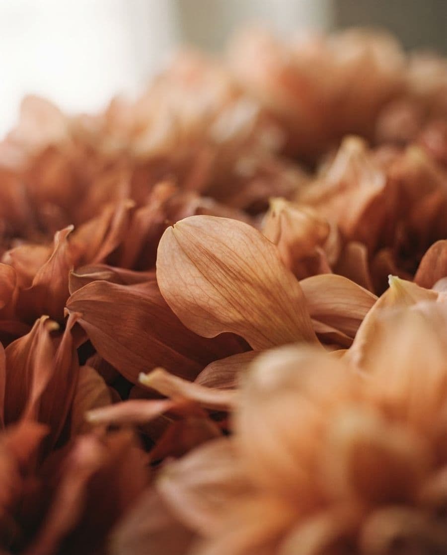 Warm petals, very close