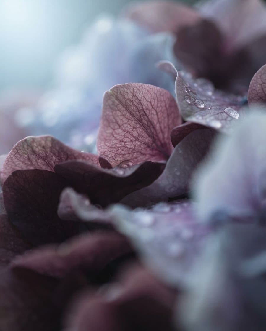 Plum and lavender petals with drops of rain