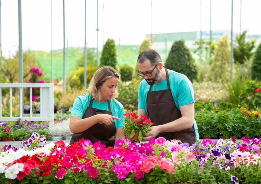 Two growers tending petunias together