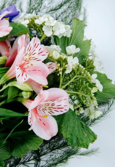 Pale pink alstroemeria with speckled petals
