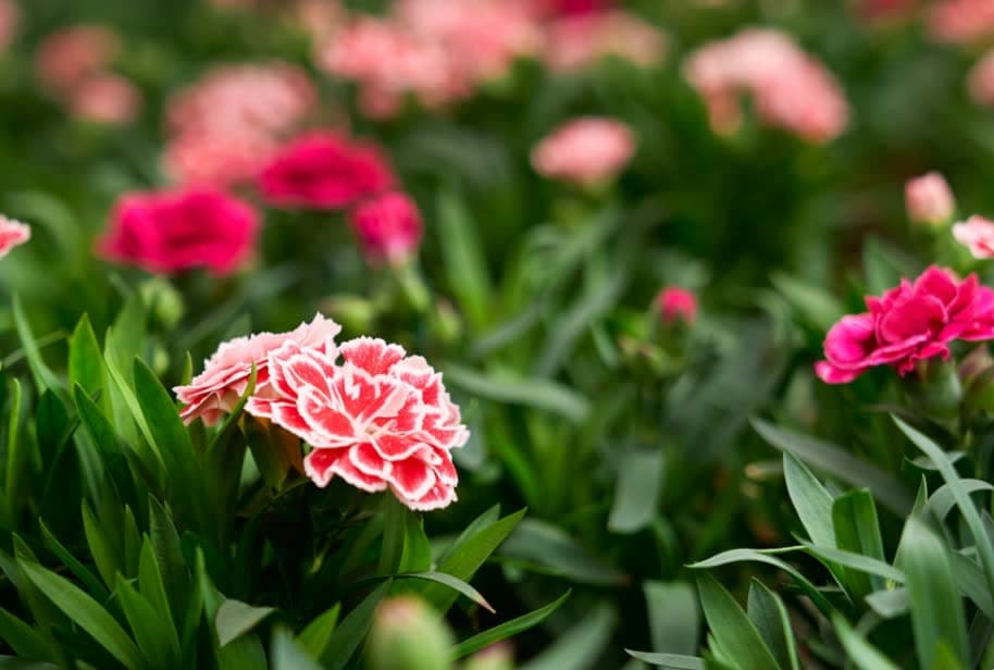 Pink and red dianthus growing in a field