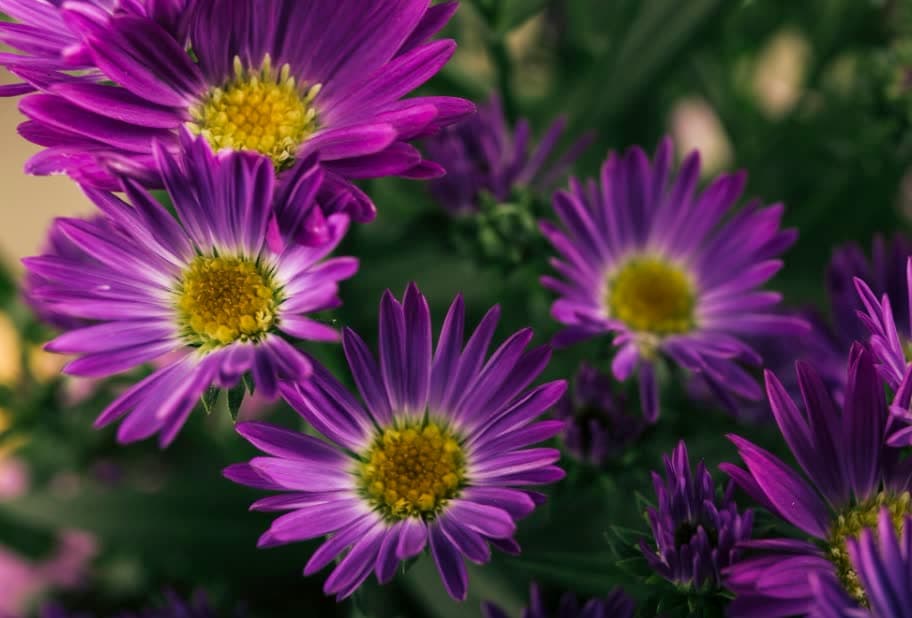 Purple daisy-like pompons with yellow centres